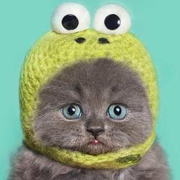 Cat in a yellow knitted hat with eyes