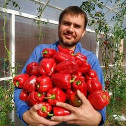 Vegetable garden fermer.first Garden Dacha