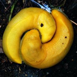 banana slug