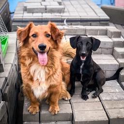 Refuge insulaire pour animaux