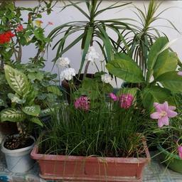 Houseplants for sale