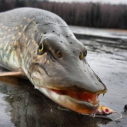 Рыбалка. Fishing