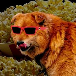 Cinema da Red Dog | Film