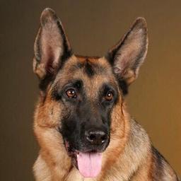 German shepherd