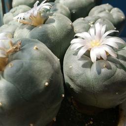 Lophophora