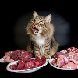 Catnutrition.ru