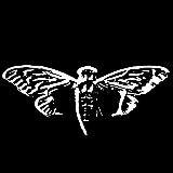 Not CICADA 3301 - Information Security, Cryptography and Programming