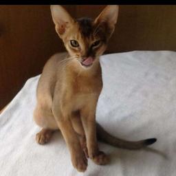 Chatons abyssins❤️Caniche jouet