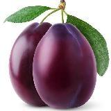 ?SLIVochka /BEST PLUMS CIS