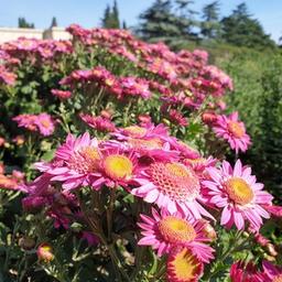 Jardín Botánico Nikitsky - Centro Científico Nacional de la Academia de Ciencias de Rusia