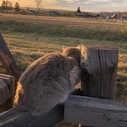 коты уехали жить в деревню