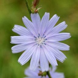 Wilder Süden – Natur des Südens Russlands