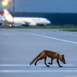 FoxRunwayNotícias