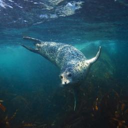 Far Eastern Marine Reserve