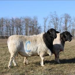 Katrinets Sergey élevant des moutons Dorper. 🐏🐑Dorper.