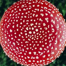 Roter Fliegenpilz 🍄 Amanita Muscaria / Mikrodosierung