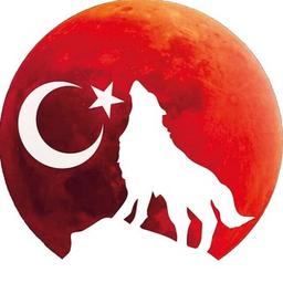 Istanbul wolf