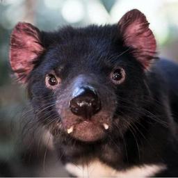 Tasmanian devil