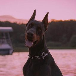 Dobermans and other breeds 😍