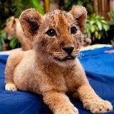 ░▒▓█ LION CUB █▓▒░