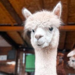 Terra di alpaca 🦙