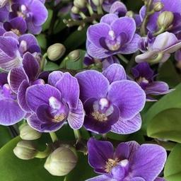 Orchids and everything about them. Shipping within Russia