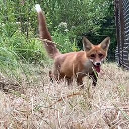 Centro Sirin para la rehabilitación de animales salvajes