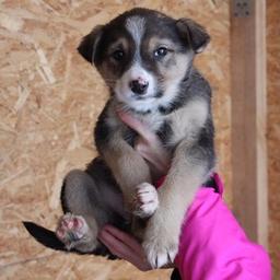 Un cane di Innopolis cerca casa