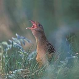 Chernykh and his corncrakes