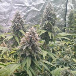 Lámpara de cultivo Sun² de @MrGrower. Reseñas e informes