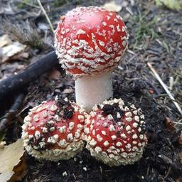 amanita karelia