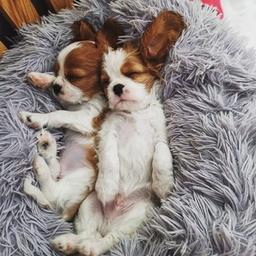 Cavalier King Charles Spaniel