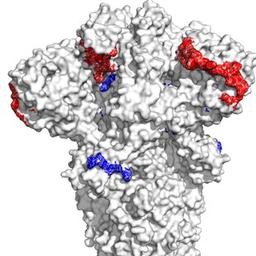 EpiVacCorona reviews (with the Grais group)