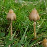 Psilocybe halblanzettlich